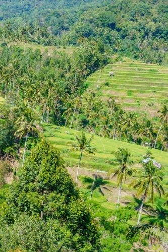 rice terraces Bali indonesia